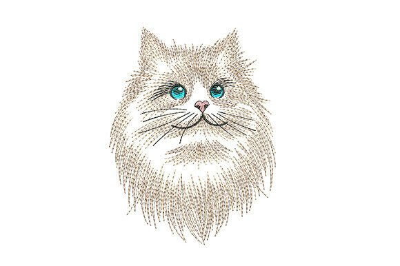 Fluffy Himalayan Cat Portrait Review